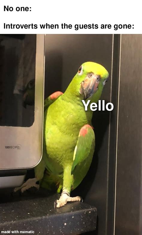 parrot memes tik tok.